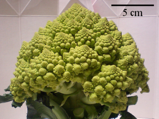 http://www.y2003.phys.waseda.ac.jp/Romanesco/wr0041i.jpg