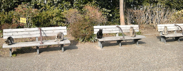 http://www.y2003.phys.waseda.ac.jp/images/wcats.jpg