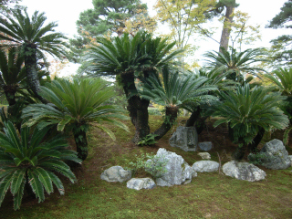 蘇鉄山 桂離宮